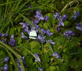 A white butterfly among violet flowers of Viola cucullata
