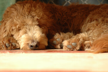 Brown dog sleeping on the floor