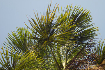 palm tree on sky background