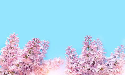 beautiful blossoming flowers of lilac close up against abstract  blue background. Gentle spring season concept. romantic dreams nature image. copy space