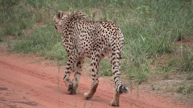 cheetah is walking