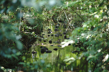 Fototapeta na wymiar Park with pond and forest