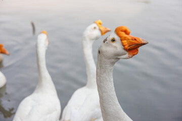 white goose has blue eye with geese and lake background.