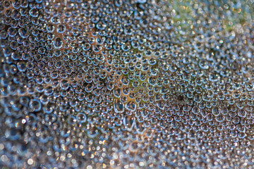 Spinnennetz mit Tautropfen und farbiger Hintergrund