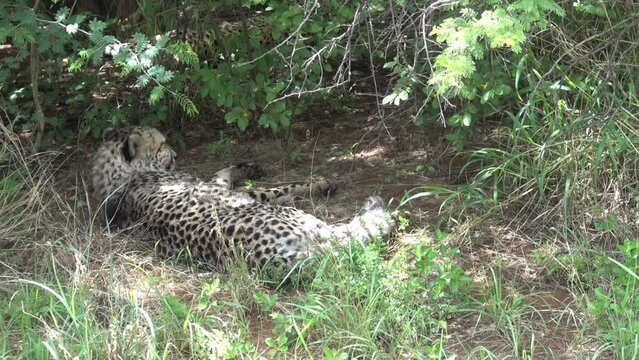 amazing cheetah South Africa, Namibia