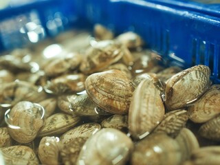 日本の朝市で出会った新鮮な魚介類