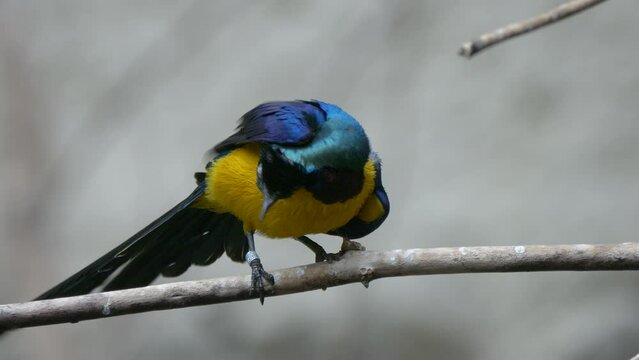 Portrait shot of tropical neon colored Golden Breasted Starling Bird perched on branch in slow motion