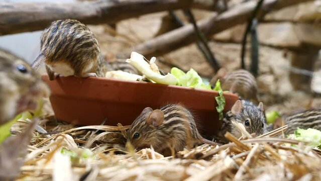 Close up shot showing group of Barbary lemniscomys mice eating salad in zoo
