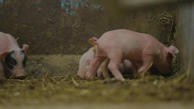 Imagens de Piglets – Explore Fotografias do Stock, Vetores e Vídeos de ...