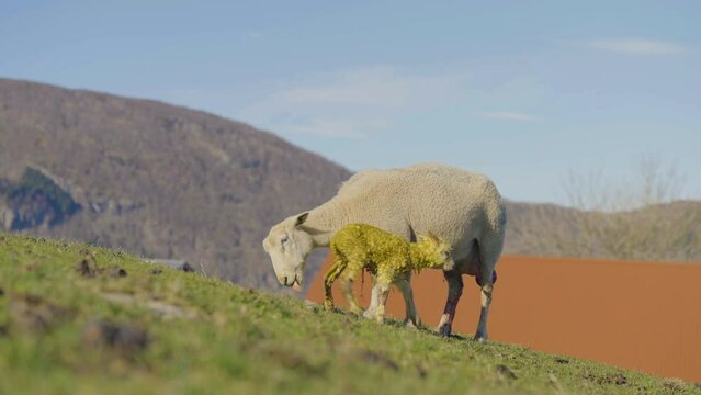 Newborn lamb covered in amniotic fluid gets nurtured by ewe after birth