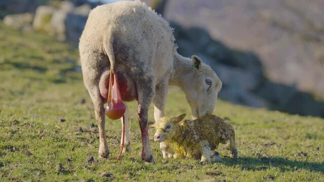 Afterbirth hangs from genitals of ewe after lambing, small weak lamb