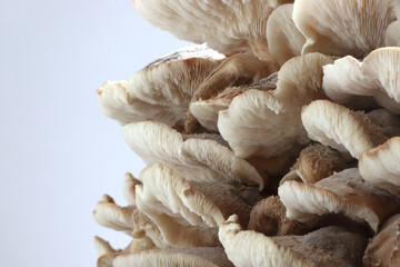 a mushroom-bedding of an Asian mushroom, the shiitake