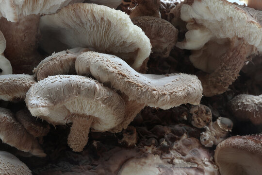 a mushroom-bedding of an Asian mushroom, the shiitake