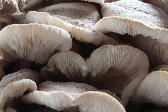 a mushroom-bedding of an Asian mushroom, the shiitake