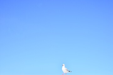 白いカモメが広くて青い空を歩く