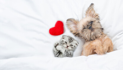 Funny Brussels Griffon puppy and  young kitten lying with red heart under white warm blanket on a...