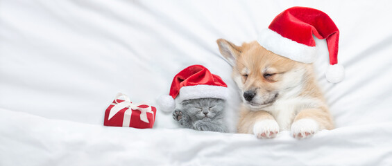Cute kitten and Corgi puppy wearing santa hats sleep together  under a white blanket on a bed at home. Top down view. Empty space for text
