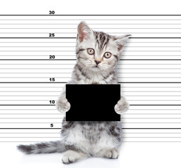 Bad cat holds black board at the police station