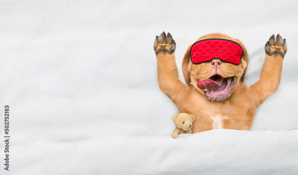 Poster funny mastiff puppy wearing sleeping mask sleeps with toy bear under white blanket on a bed at home.