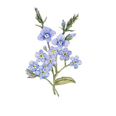 Obraz na płótnie Canvas watercolor drawing bouquet of spring flowers, blue forget-me-nots and speedwell, isolated at white background , hand drawn botanical illustration