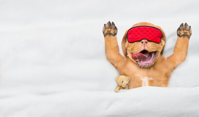 Funny Mastiff puppy wearing sleeping mask sleeps with toy bear under white blanket on a bed at...