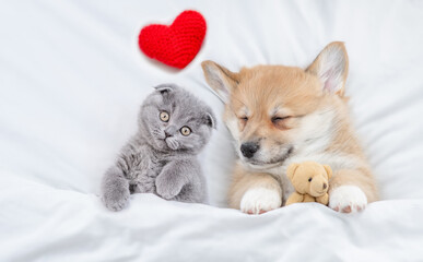  Sleepy cozy Pembroke Welsh corgi puppy hugs favorite toy bear near tiny kitten under white warm...