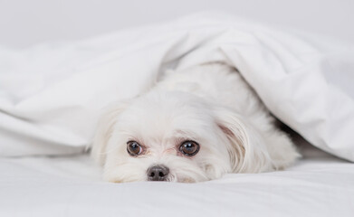 Sad Maltese puppy lying  under white warm blanket on a bed at home