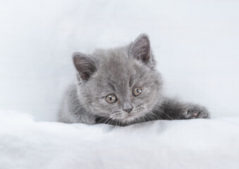 Playful kitten lying under warm wahite blanket on a bed at home. Top down view