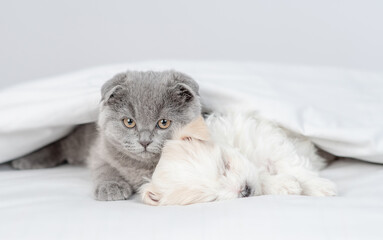 Tiny white Maltese puppy and fold kitten lying together under warm blanket on a bed at home