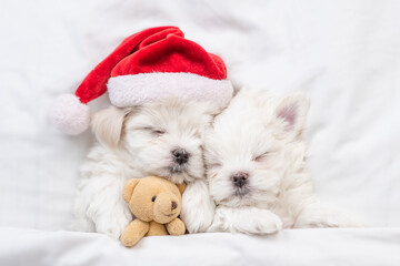 Two maltese puppies wearing santa hat sleep on a bed at home and hug toy bear. Top down view