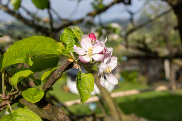 Apple blossom in spring bloom