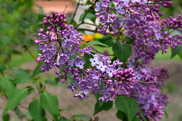Lilac blossomed branches on a sunny spring day in the garden. Natural background concept. Close up, selective focus and copy space