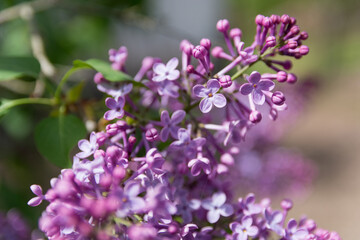 Violet vibrant lilac flowers bloom on a sunny spring day. Natural background concept. Close up, selective focus and copy space