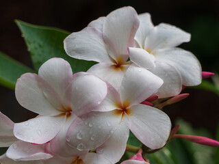 Closeup detail view of beautiful bright white and pink plumeria or frangipani cluster of flowers and buds in outdoors tropical garden isolated on natural background with raindrops