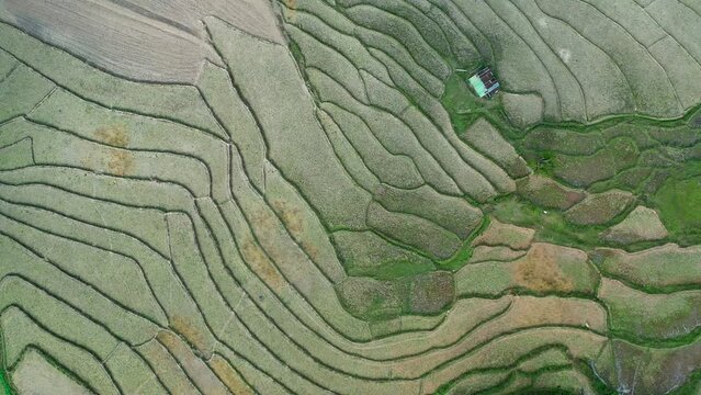 Wat Ban Wen rice fields in Nan province, Thailand