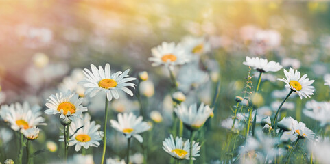 Flowering daisy flower, beautiful meadow flowers lit by sun rays, field of daisies - 502753320