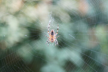 Spider on a web