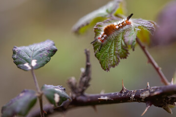 blackberry leaf containing a caterpillar of orgyia recens. beautiful wild animal in its larval state. macro photograph.