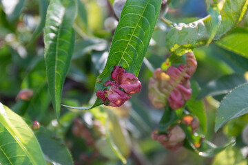 Sick peach tree leaves, agricultural concept, fruit tree diseases