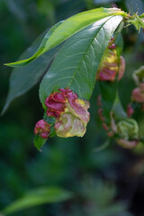 Sick peach tree leaves, agricultural concept, fruit tree diseases
