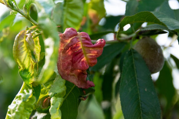 Sick peach tree leaves, agricultural concept, fruit tree diseases