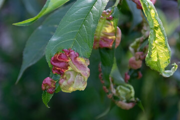 Obraz premium Sick peach tree leaves, agricultural concept, fruit tree diseases