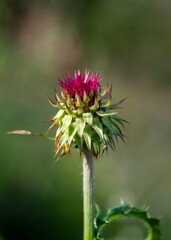 Donkey thorn plant, nature wildflowers detail