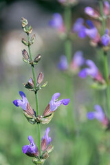 Blossom sage plant close up view, officinal herbs, gardening concept. Nature detail in delicate pastel colors