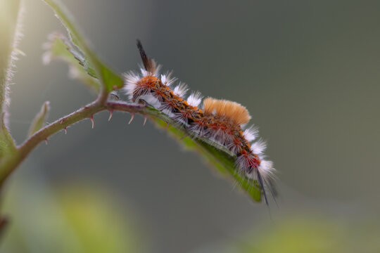 lateral view of an orgia recens caterpillar in its larval stage, ready to become a chrysalis and then a butterfly. hairy caterpillar, details.