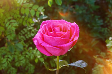 Pink rose with water drops, in the rays of the sun, natural background.