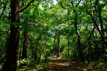 新緑の雑木林
