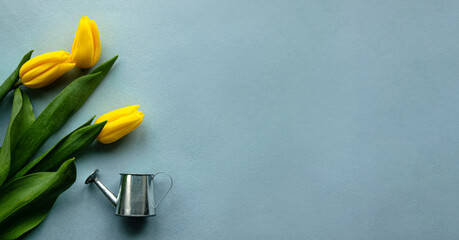 Yellow tulip flowers on a light blue background along with a decorative watering can with free space for your inscription. View from above. Conceptual image. © Tatyana