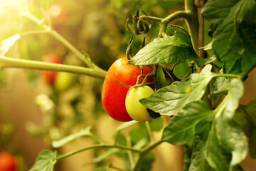 Ripe tomatoes grow in a greenhouse. Fresh bunch of red natural tomatoes on a branch in an organic vegetable garden. Blurred background, sunny day. © Tatyana