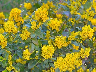 Ornamental evergreen shrub Oregon grape (Mahonia aquifolium or Berberis aquifolium) is a medicinal herb from the plant family of Berberidaceae.
